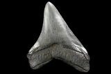 Serrated, Fossil Megalodon Tooth - Nice Tooth #137324-1
